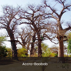 Accro-Baobab